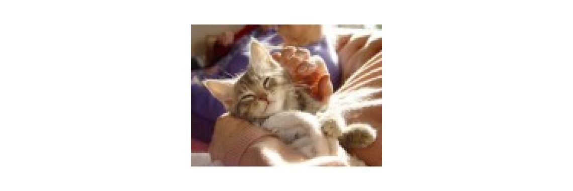 Caring for Cats the easy way