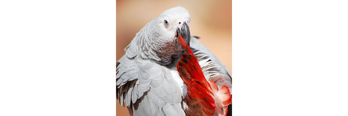 Preventing Unhealthy Feather Plucking In Birds