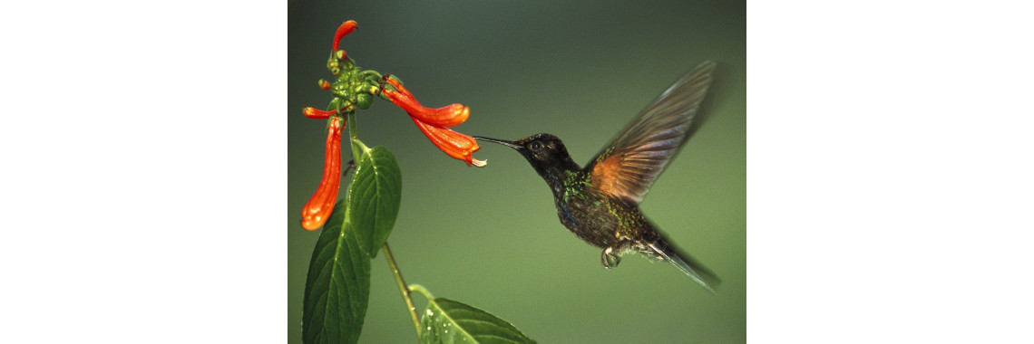 How To Make Interesting Feeders For Birds