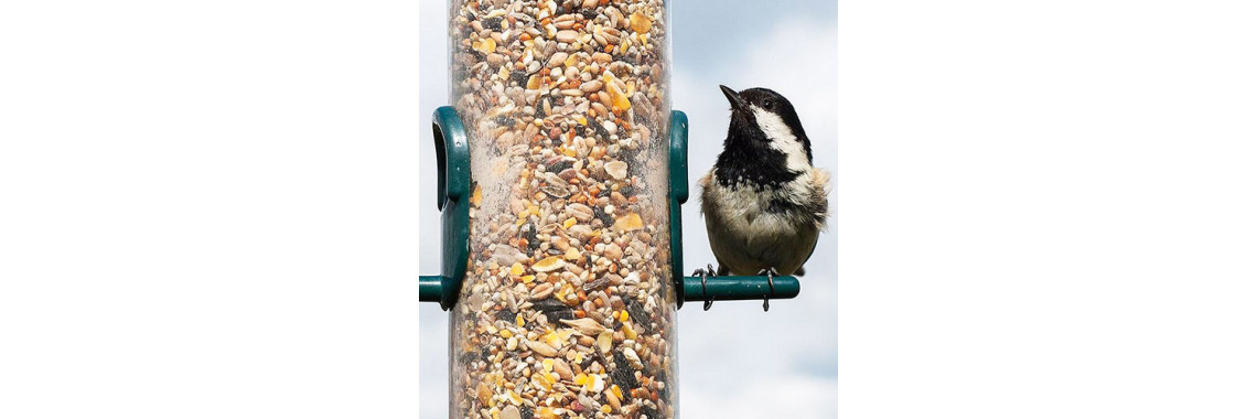 Bird Feeding!!