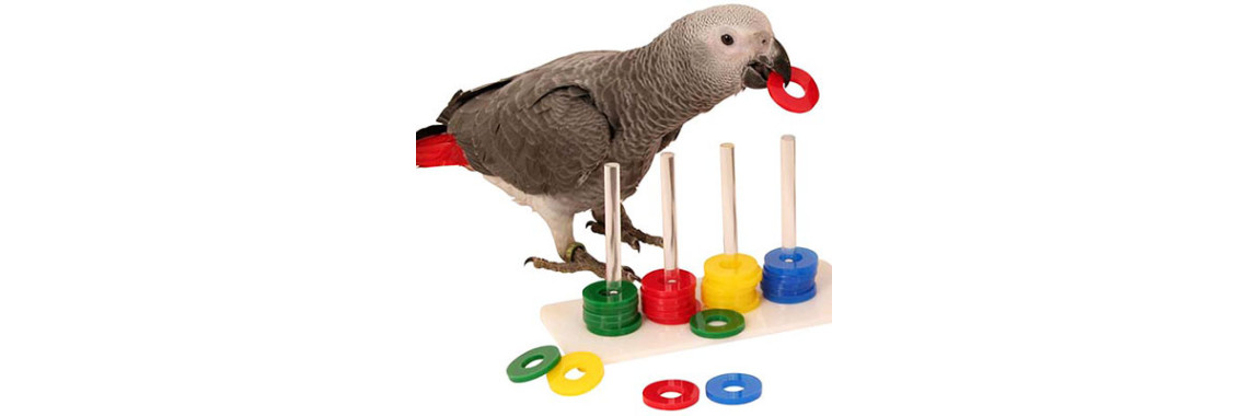 Bird Training