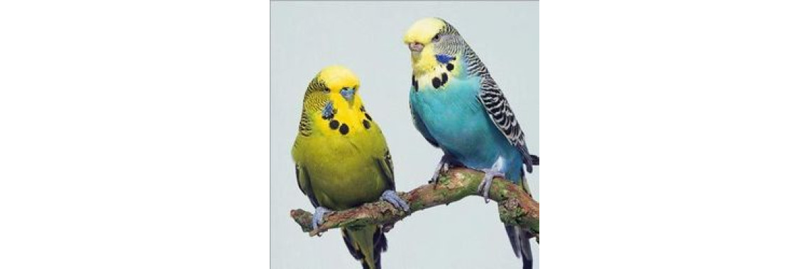 Budgie As A Pet Bird