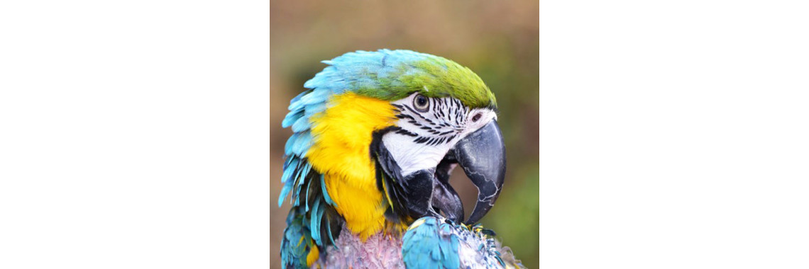 Feather Plucking In Birds