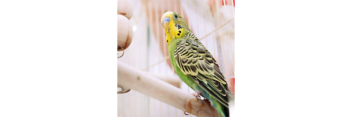 Some Tips While Traveling With Your Bird