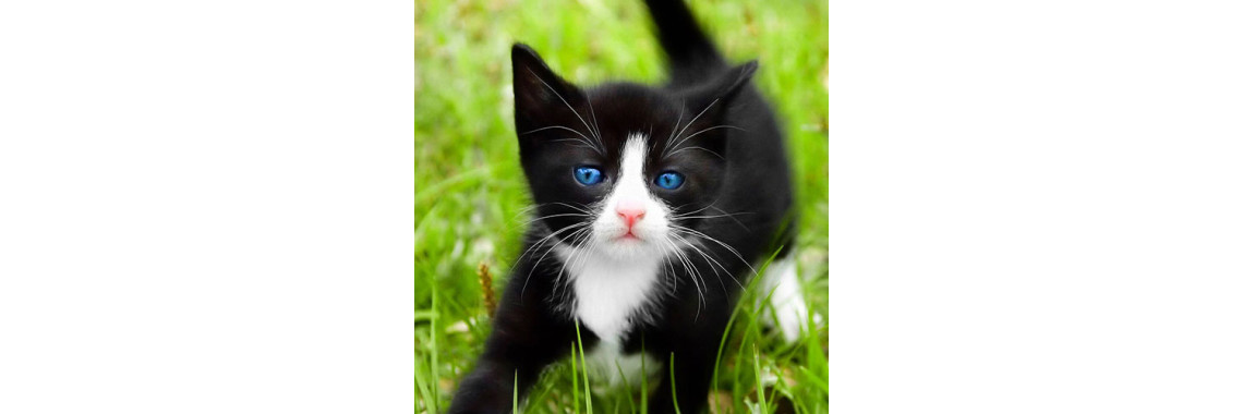 What If Your Kitty Is Stubborn??