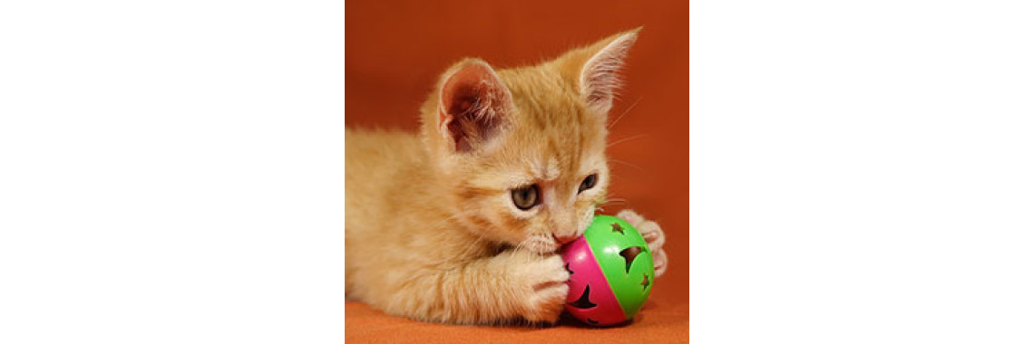 Do Your Cat Have Toys