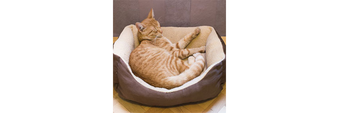 Where Does Your Cat Nap? Make Him As Comfortable As Possible