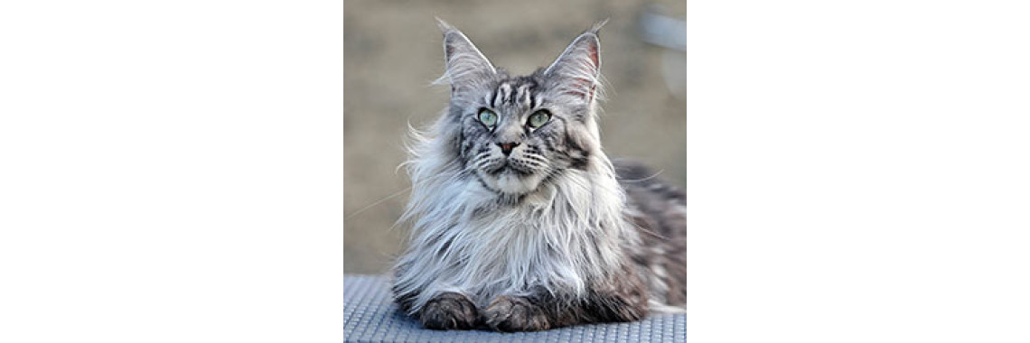 You Can Call Them "Wind Walker","Gentle Giantsâ€ Or The â€œDogs Of The Cat Worldâ€...