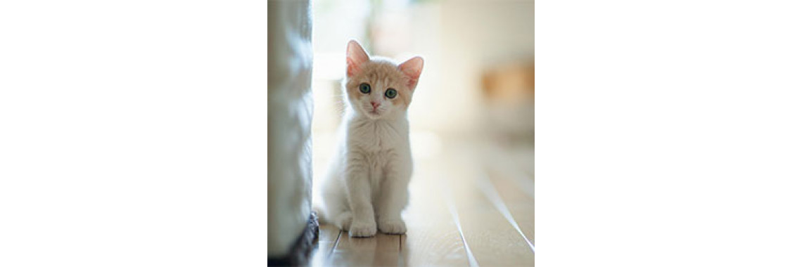 Got A Cat As A Pet? Here Is How To Keep Them Healthyâ€¦