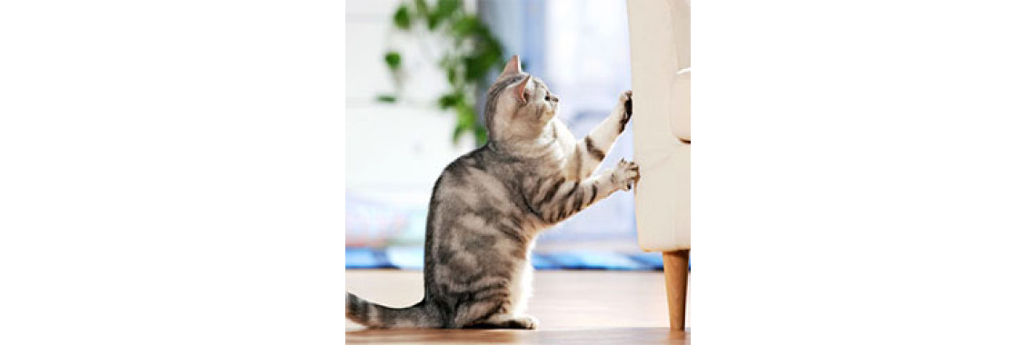 The Temperament Of Cats