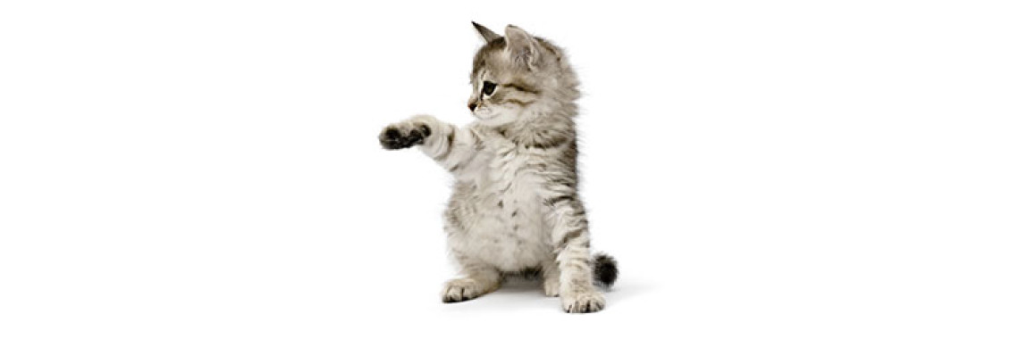 Learn These Problems Now, And You Can Avoid Your Cat Becoming Ill In The Future