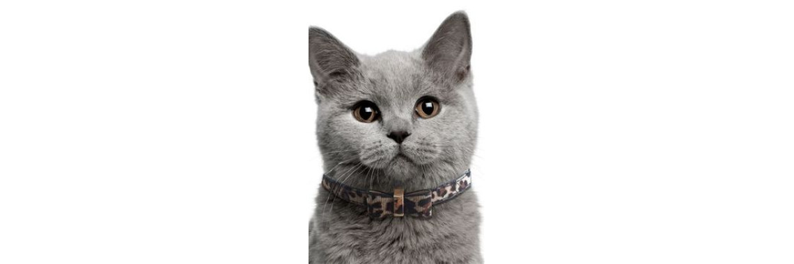 Different Kinds Of Cat Collars