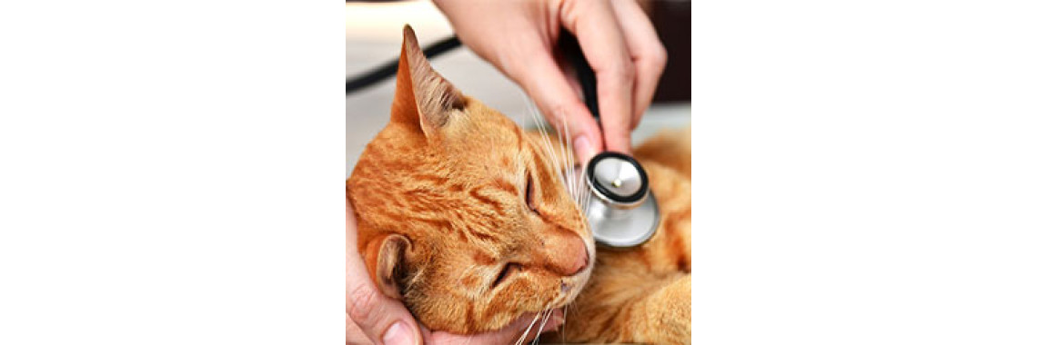 Are You Aware Of Common Cat Diseases