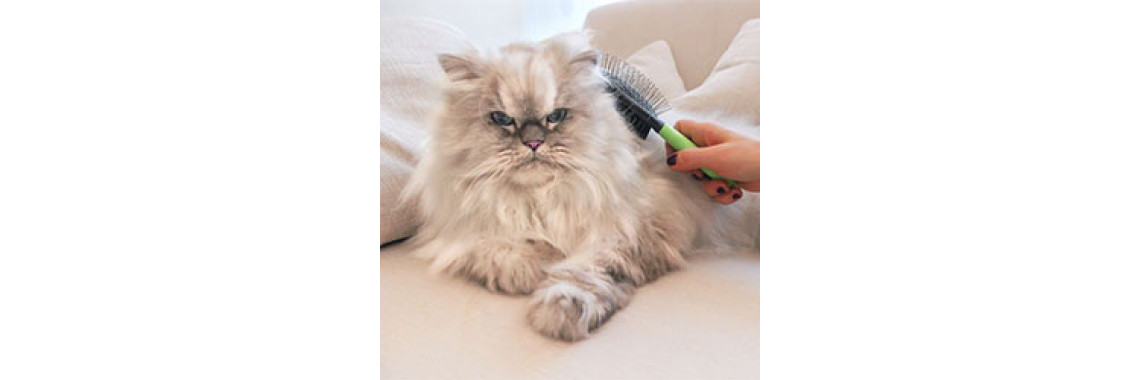 Groom Your Cat To Avoid Hairballs - Kitty Will Love You For It