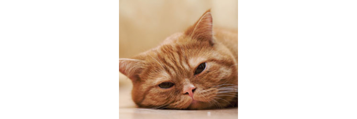 Nutritional Needs For Cats Changes After The Age Of 11