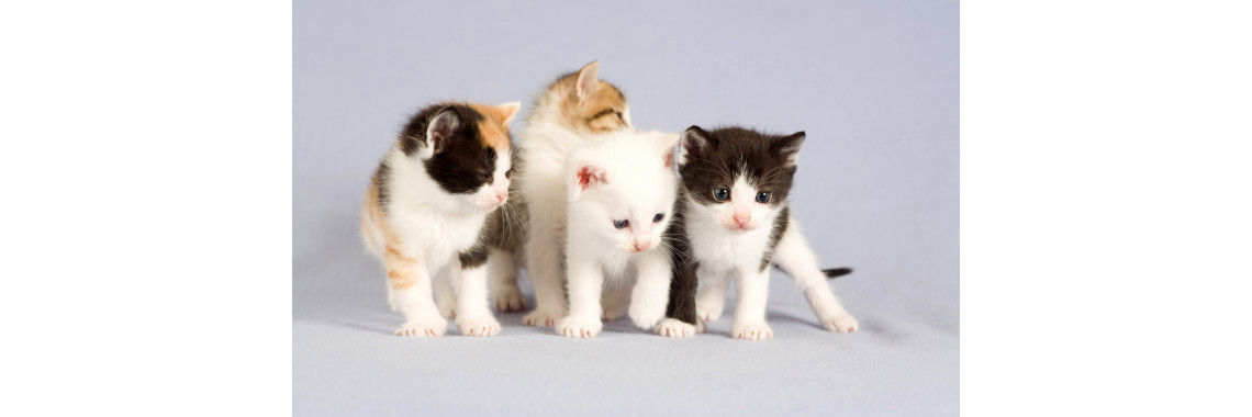 Cats The Perfect Companion