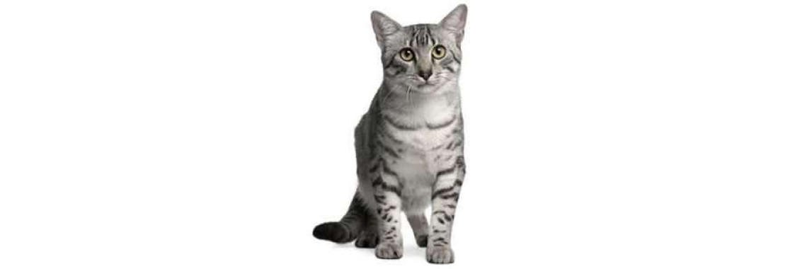 Your New Cat Why Are the First 24 Hours So Important