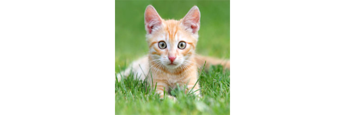Good Cat Care Means A Happy Cat