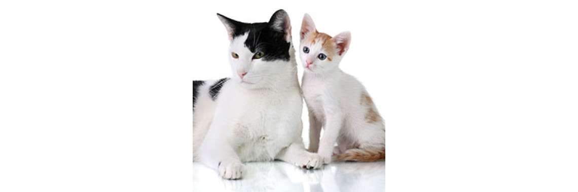 Introducing Your New Kitten To Your Older Cat...