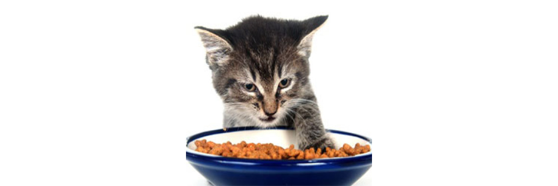 Your Kitty Will Love You More, When You Follow This Guide To Feline Feeding