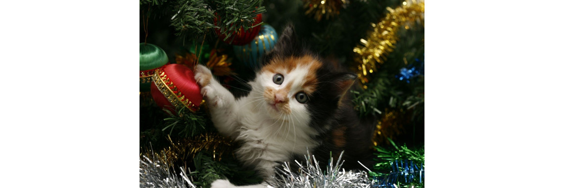 4 Things to Think About Before Declawing your Cat