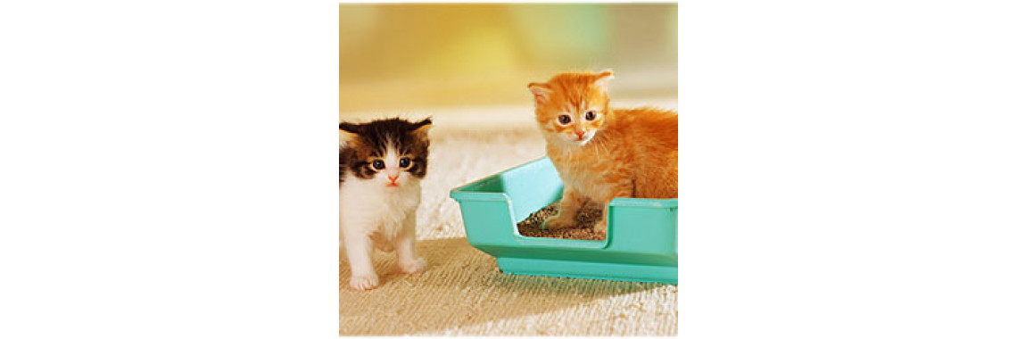 Cat Urine Prevention Tips