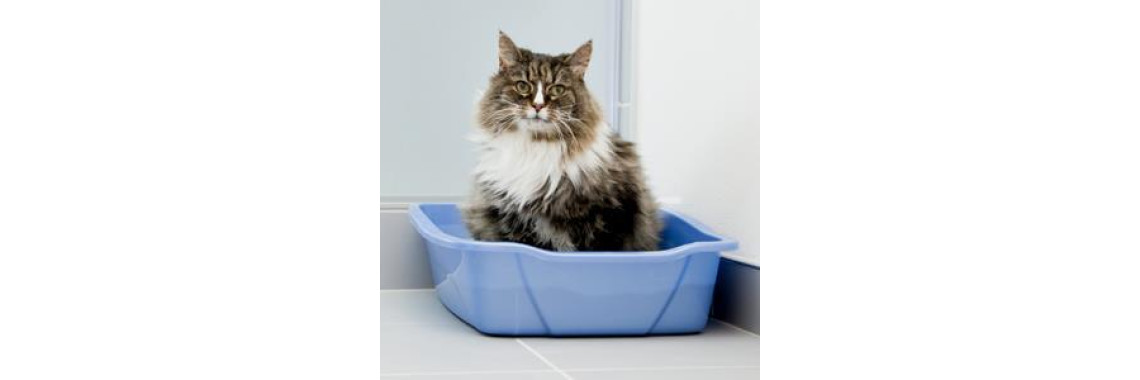 Cat Care 101 Keeping Your Cat Healthy and Your Home Clean