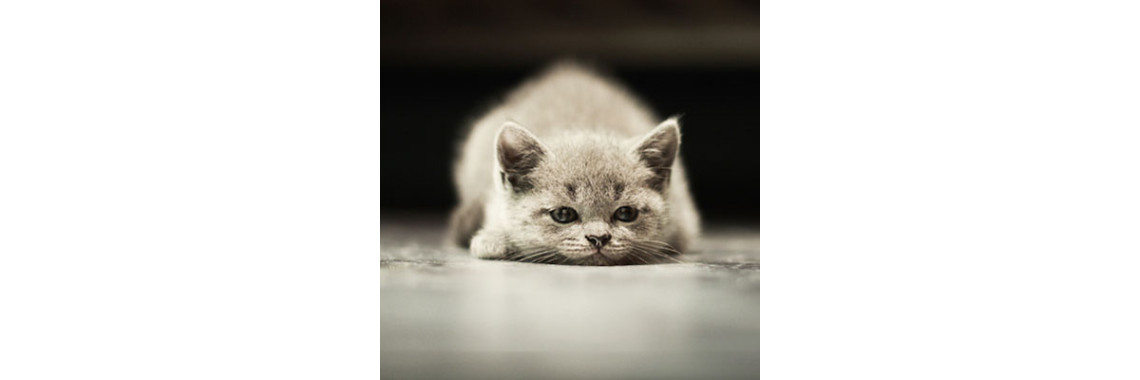 Don't Ever Do These Things to Your Cat