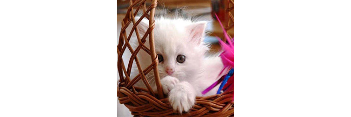 Cat As A New Member In Your Home