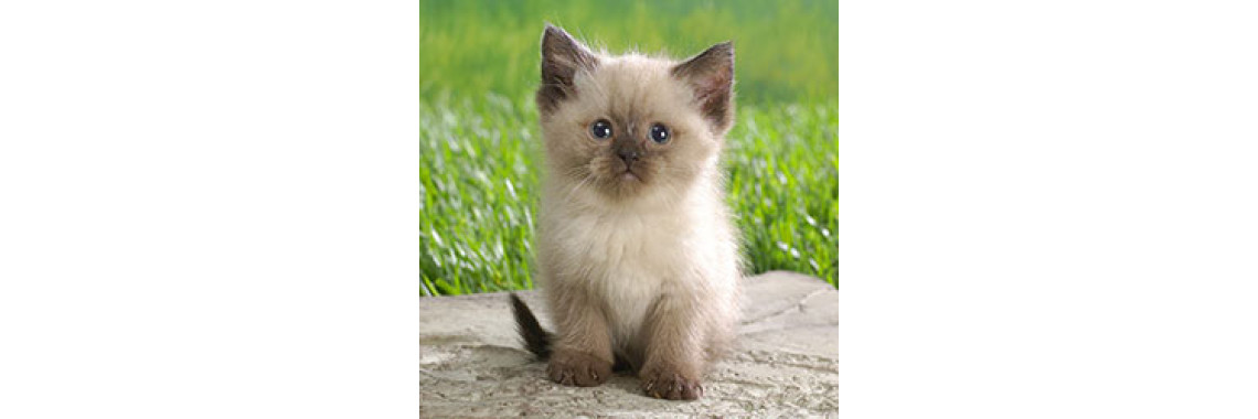 We Are Siamese If You Please! We Are Siamese If You Donâ€™t Please!!