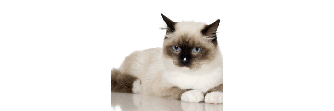 Creative Scrap booking Albums For Your Pets