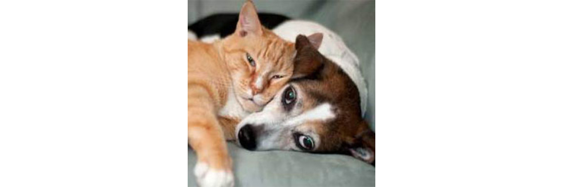 Inhalant Allergies In Dogs And Cats