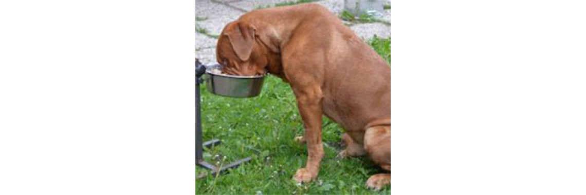 Feeding Your Older Dog