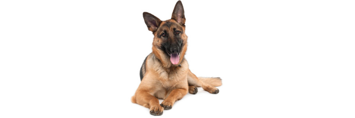 German Shepherd The facts every owner of this dog breed should know