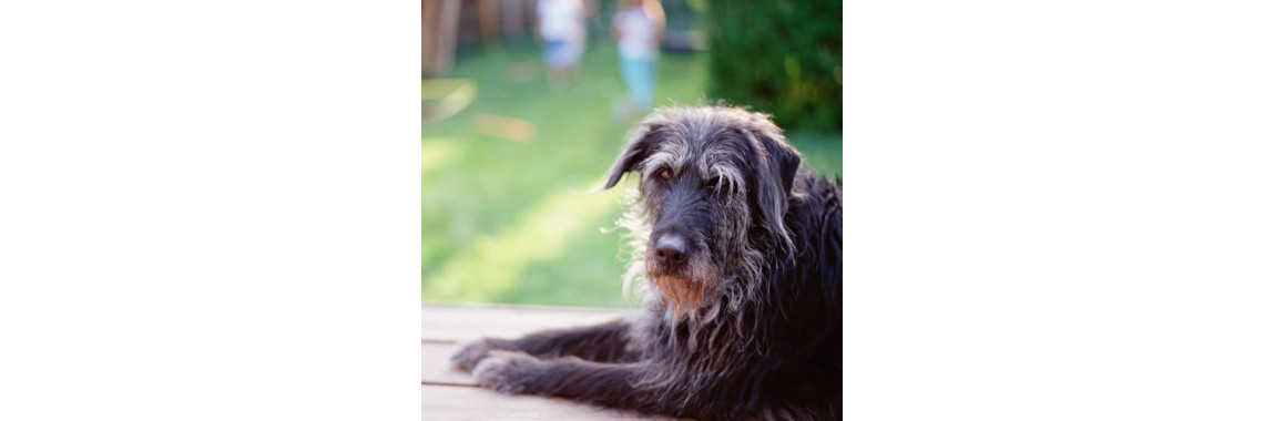Can Hiking With Your Dog Be Dangerous?