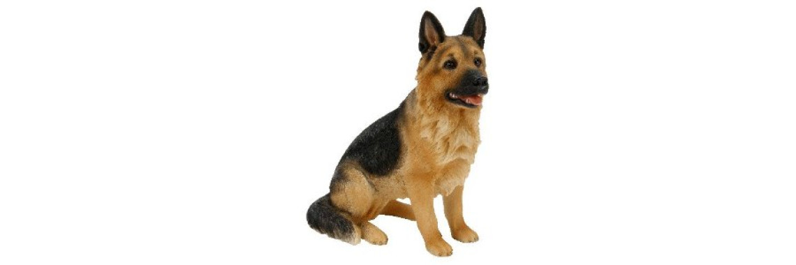 Choosing A Dog Training Course