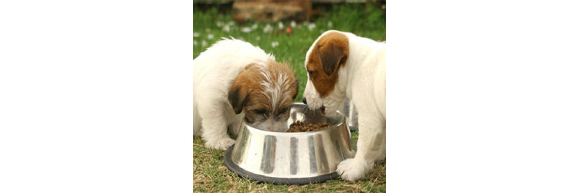 How To Pick The Right Dog Food