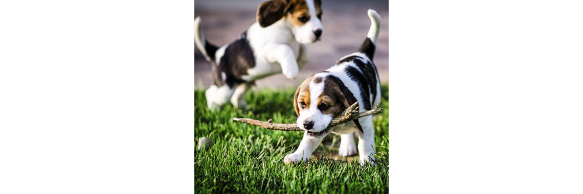 A Dog's Purpose In Our Life!