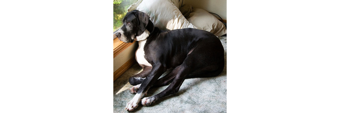 Bone Cancer In Dogs