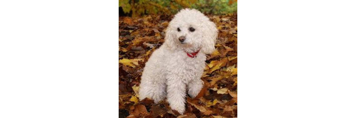 This Is How to Help The Dogs That Are Hypoallergenic