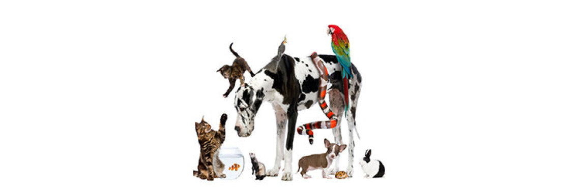 How To Treat Different Problems Related To Your Pets