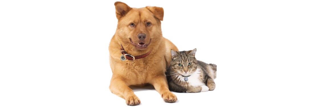 List of Top Three Hypoallergenic Dogs