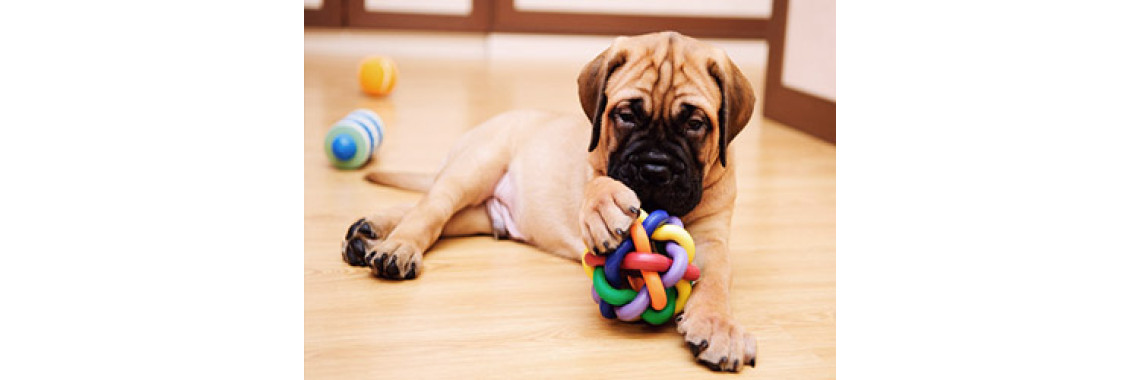 Choose Safe Dog Toys For Your Small Dog