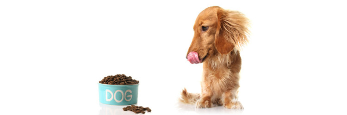 Choosing Healthy Foods For Your Dog