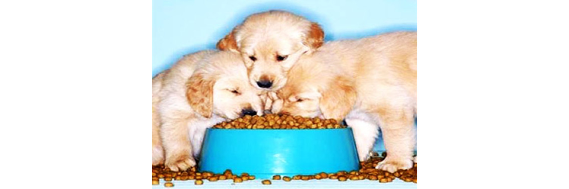 Choosing The Right Dog Food