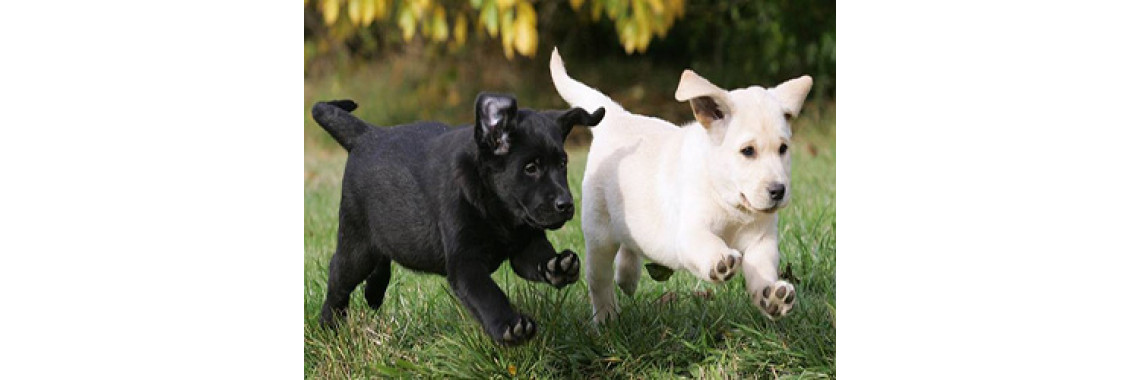 Choosing Your New Puppy