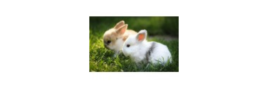 Choosing a Pet Rabbit Thats Right For You