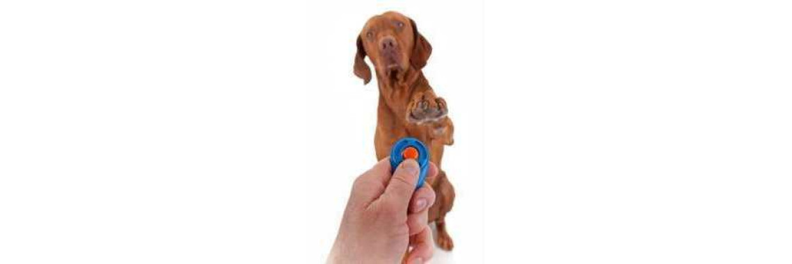 Clicks Instead Of  Good Boy For Dog Training