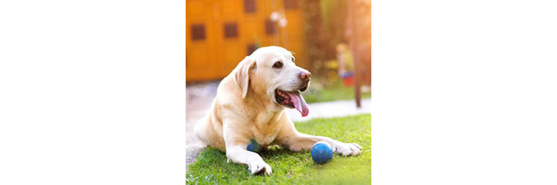 Do You Know Your Pet Boost Your Mind??