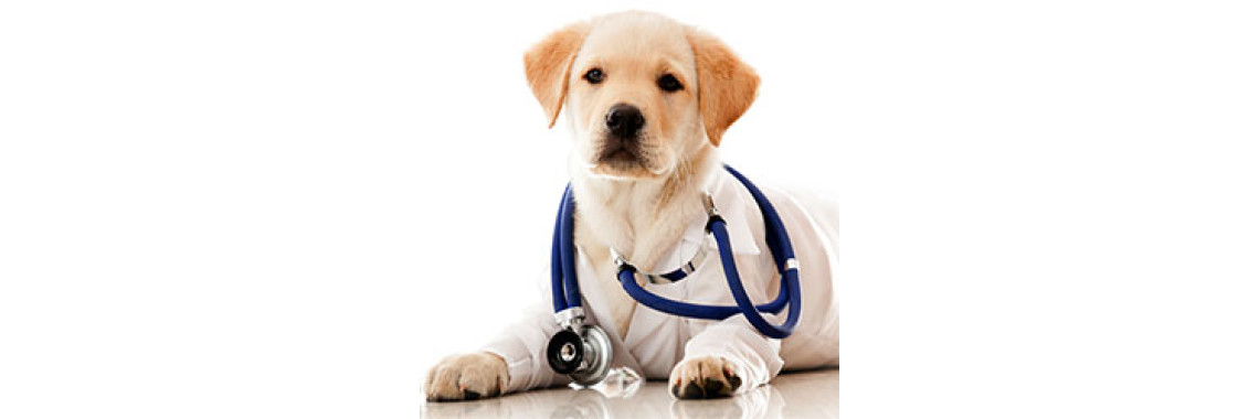 Guide To Canine Parasites And Diseases